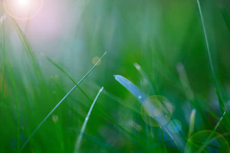 Blurred grass green background, close up pictures of leaves in a home garden, blurred green...