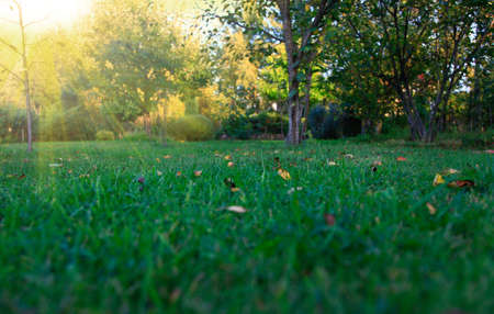 Blurred grass green background, close up pictures of leaves in a home garden, blurred green...