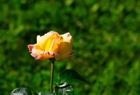 Art photo rose petals isolated on the natural blurred background. Rose flower Closeup. For design, texture, background. Nature.の写真素材