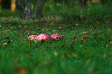 Apples on the grass under apple tree. Autumn background. Morning dew on the grass in the home garden.の写真素材