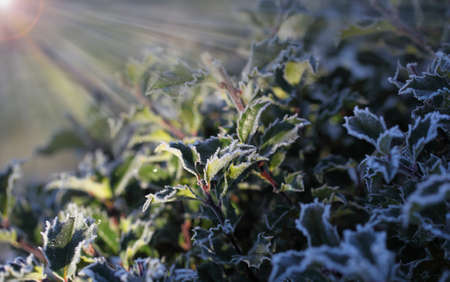 Flakes of snow on branch. Selective focus of Snowflake on tree during winter, shallow depth of fieldの写真素材