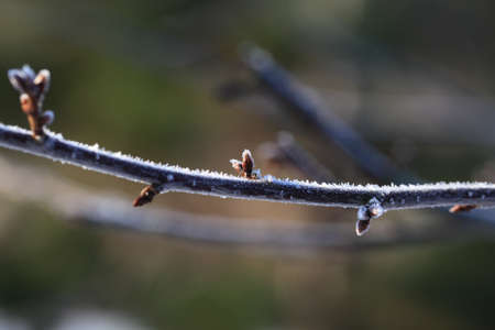 Flakes of snow on branch. Selective focus of Snowflake on tree during winter, shallow depth of fieldの写真素材