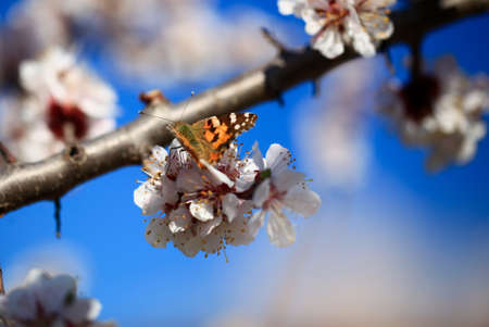 Butterfly in nature. Insect on blossom flower. Blooming cherry tree in the garden. Cherry flowers close up. Natural blurred background.の写真素材