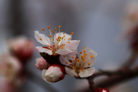 Blooming cherry tree in the garden. Cherry flowers close up. Natural blurred background.の写真素材