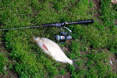 The fish caught on the spinning rod lies on the grass. Astrakhan region. Delta of the Volga. Russia.の写真素材