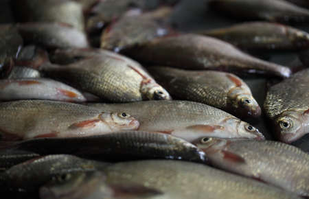 The fish caught on the spinning rod lies on the table. Astrakhan region. Delta of the Volga. Russia.の写真素材