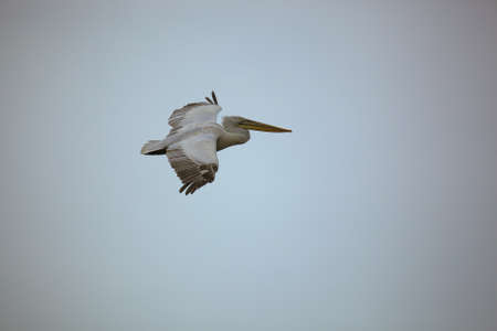 Great white pelicans, pelecanus onocrotalus. Wild migratory birds in the Volga Delta. Wildlife of the South of Russia. Astrakhan Region. Russia.の写真素材