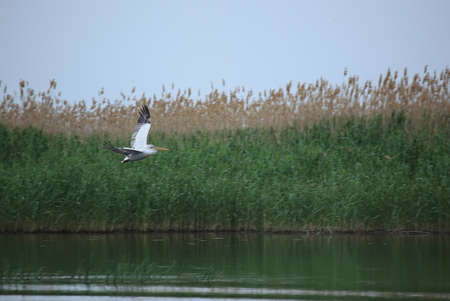 Great white pelicans, pelecanus onocrotalus. Wild migratory birds in the Volga Delta. Wildlife of...