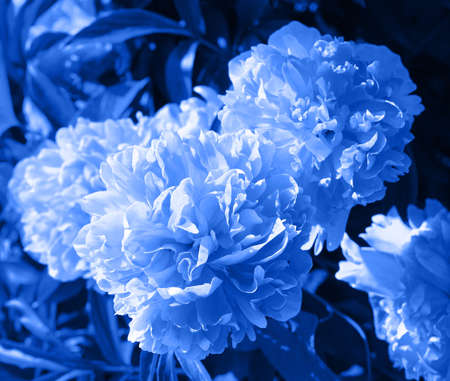 Tree-like peony, tree-shaped white peony in the garden, peony petals close-up at sunset, natural blurred background. Monochome photo.の写真素材