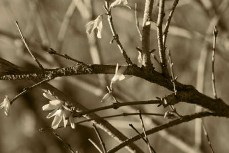 Forsythia. Blooming forsythia bush. yellow flower. The beauty of spring nature. Spring yellow...