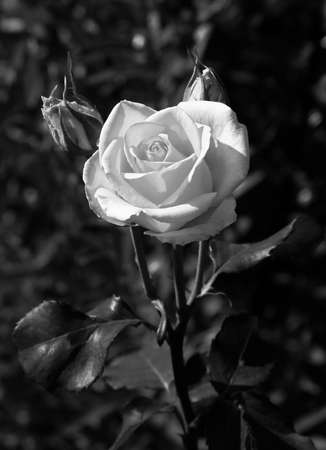 Art photo rose petals isolated on the natural blurred background. closeup. For design, texture, background. Nature. black and white photography.の写真素材