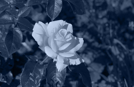 Art photo rose petals isolated on the Black background. closeup. For design, texture, background. Nature. black and white photography.の写真素材