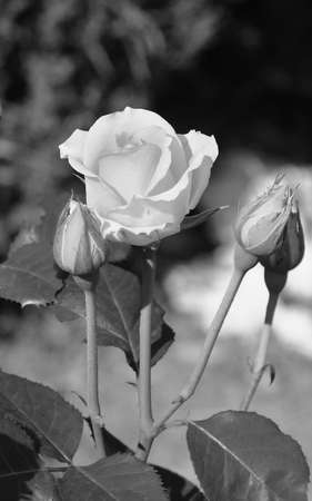Art photo rose petals isolated on the Black background. closeup. For design, texture, background. Nature. black and white photography.の写真素材