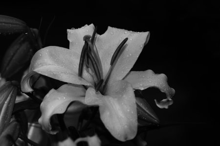Flowering lily in the home garden in the summer. Black background. black and white photo.の写真素材