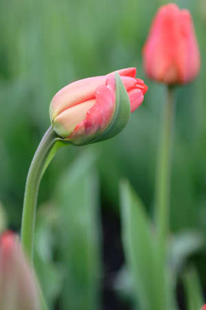 Flowers, Tulip, Flora, City garden, Morning, Summerの写真素材