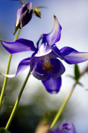 Flowers, Crimson Predatorの写真素材