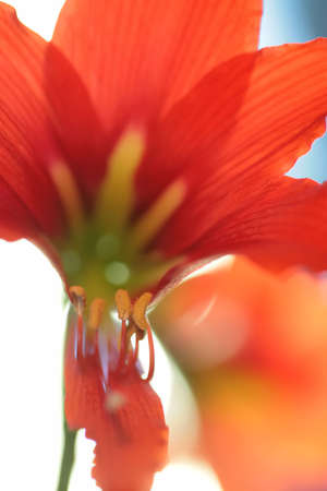 pollen on stamen of the red lily, macro, close-up, blurred, small depth to sharpnessの写真素材
