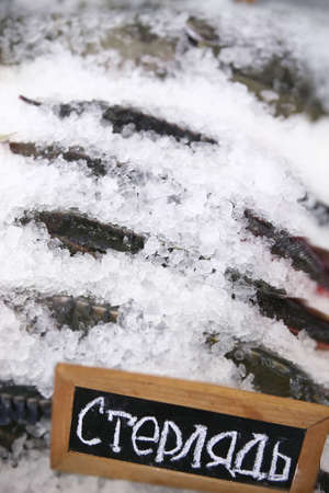 Food, Fresh Fish on Ice with inscription