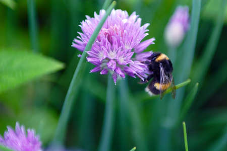 blossom of the plant and bee, collecting nectarの写真素材