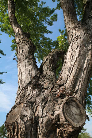 Very Old Maple on Background Blue Sky