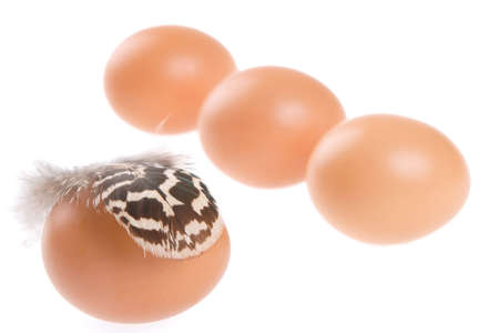 bird egg and motley feather on white background