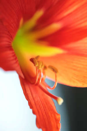pollen on stamen of the red lily, macro, close-up, blurred, small depth to sharpnessの写真素材