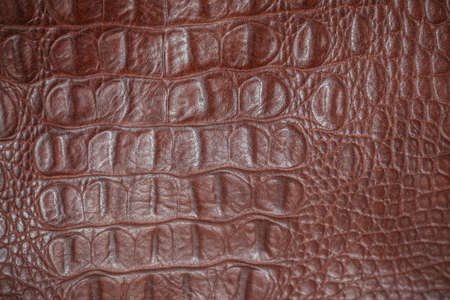 crocodile skin texture, close-upの写真素材