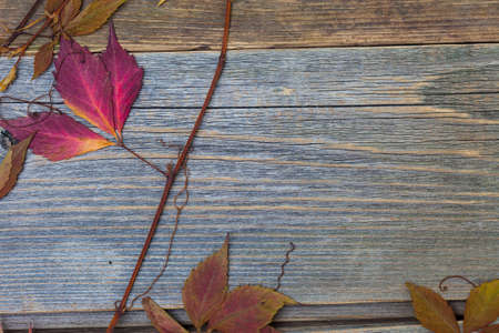 Autumn still life with dried red leaves and branches of the plant on the textured surface of old boardsの写真素材