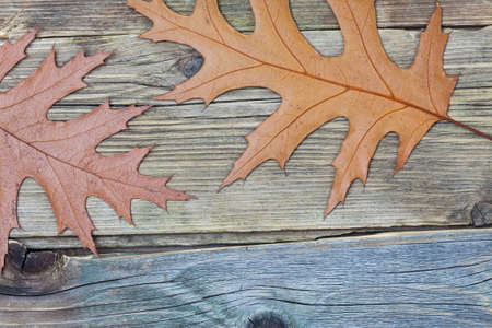 dried leaves on surface of old boardsの写真素材