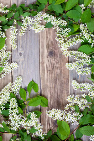 blossom bird cherry on aged textured boards antique table with copy space