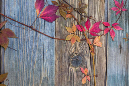 Autumn still life with dried red leaves and branches of the plant on the textured surface of old boardsの写真素材