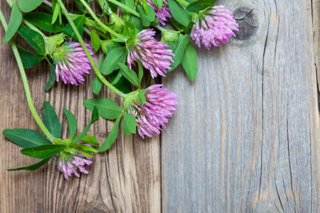clover blossoms against a background of old wooden planks. close upの写真素材