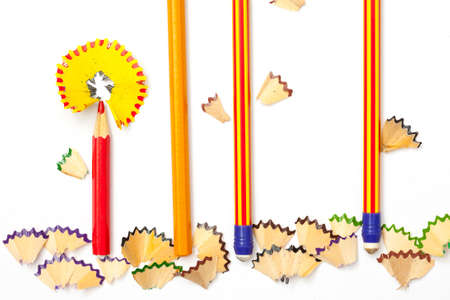 pencil flowers on a white background. clerical botany