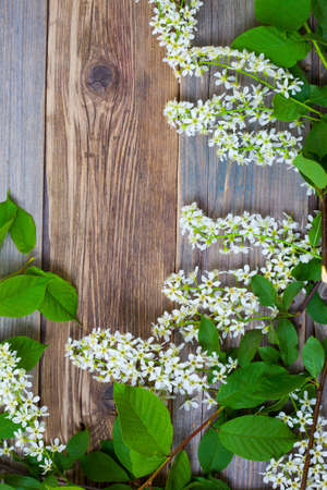 branch of blossom bird cherry on aged boards antique table with copy spaceの写真素材