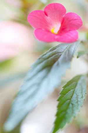 flowers and leaves achimenes. Shallow depth of fieldの写真素材