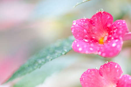 flowers and leaves achimenes in drops of dew. Shallow depth of fieldの写真素材