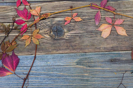 dry leaves and branches of the plant on the textured surface of old boards