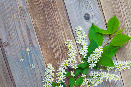 branch of blossom bird cherry on aged boards antique table with copy space