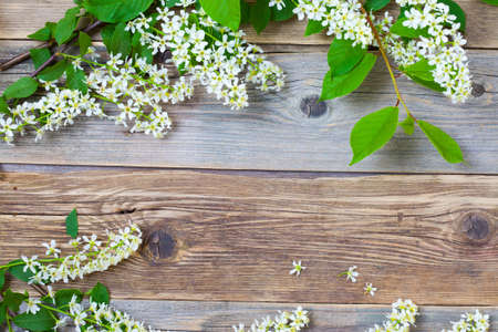 branches of blossom bird cherry on aged boards antique table with copy space
