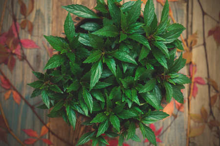 Impatiens flower in garden, close up shot. instagram image filter retro styleの写真素材