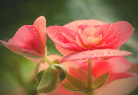 flowers and leaves achimenes in drops of dew. Shallow depth of field.の写真素材