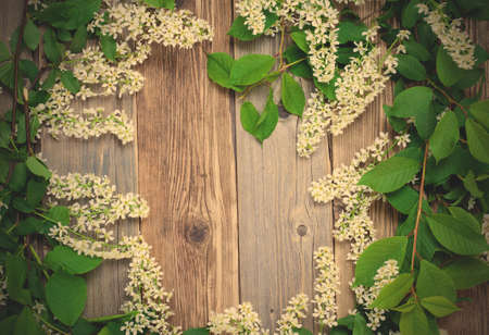branch of blossom bird cherry on aged textured boards antique table with copy space.の写真素材
