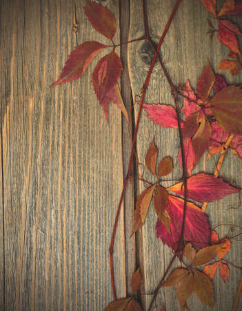 herbarium. autumn still life with dried red leaves and branches of the plant on the textured surface...