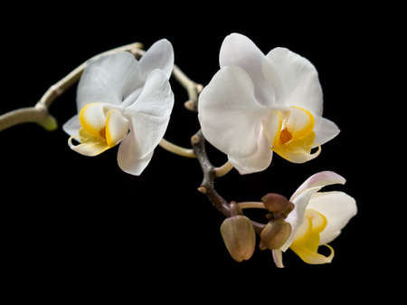 Close-up of blooming white moth orchid flowers on the black background. Phalaenopsis philippinensis.の写真素材
