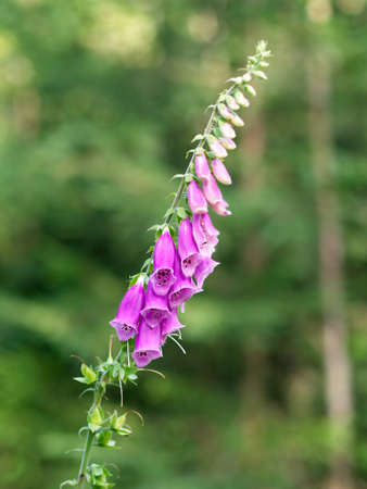 Close-up of Digitalis in the forest. Digitalis purpurea or common foxglove. Selective focus with the blurred green trees in the backgroundの写真素材