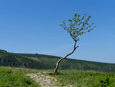 Isolated small tree growing in The Giant Mountains. View alpine meadows in Karkonosze Mountains in bright sunny day and blue clear sky.の写真素材