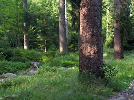 Fresh green grass and pine tree bark in the woods. Warm evening light in the forest. Selective focus with the blurred background.の写真素材