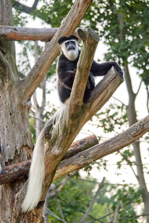 Single Guereza sitting on the tree. Close-up of Colobus guereza.の写真素材