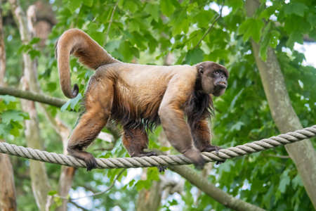 Woolly monkey on the rope in the zoo. Simia lagotricha walking the hanging line.の写真素材