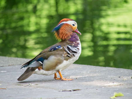 The mandarin duck male over the pond in the city park. Close-up Aix galericulata. Blurred soft background of the water and trees reflection.の写真素材